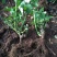 量大从优，自产自销玫瑰月季花小苗10_15公分，四季开花