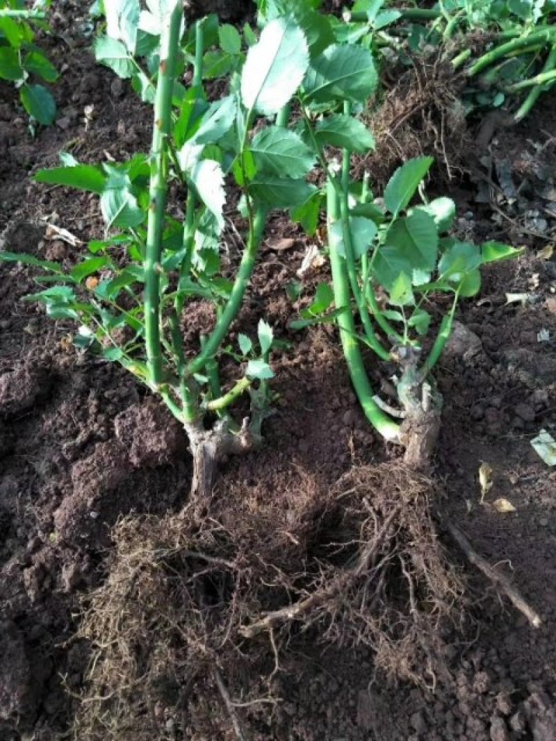 量大从优，自产自销玫瑰月季花小苗10_15公分，四季开花