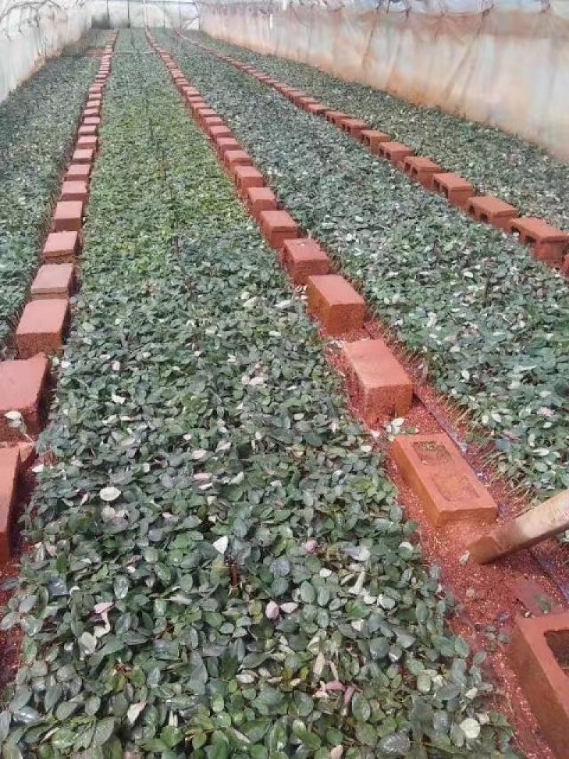 量大从优，自产自销玫瑰月季花小苗10_15公分，四季开花