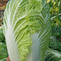 义和秋，夏阳白菜，(有净菜，毛菜)