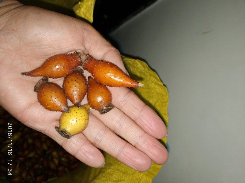 金樱子，个大，肉厚，大别山纯野生，无药害，原生态！