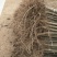 山东聊城107杨树苗杨树基地直发可视频大量供应