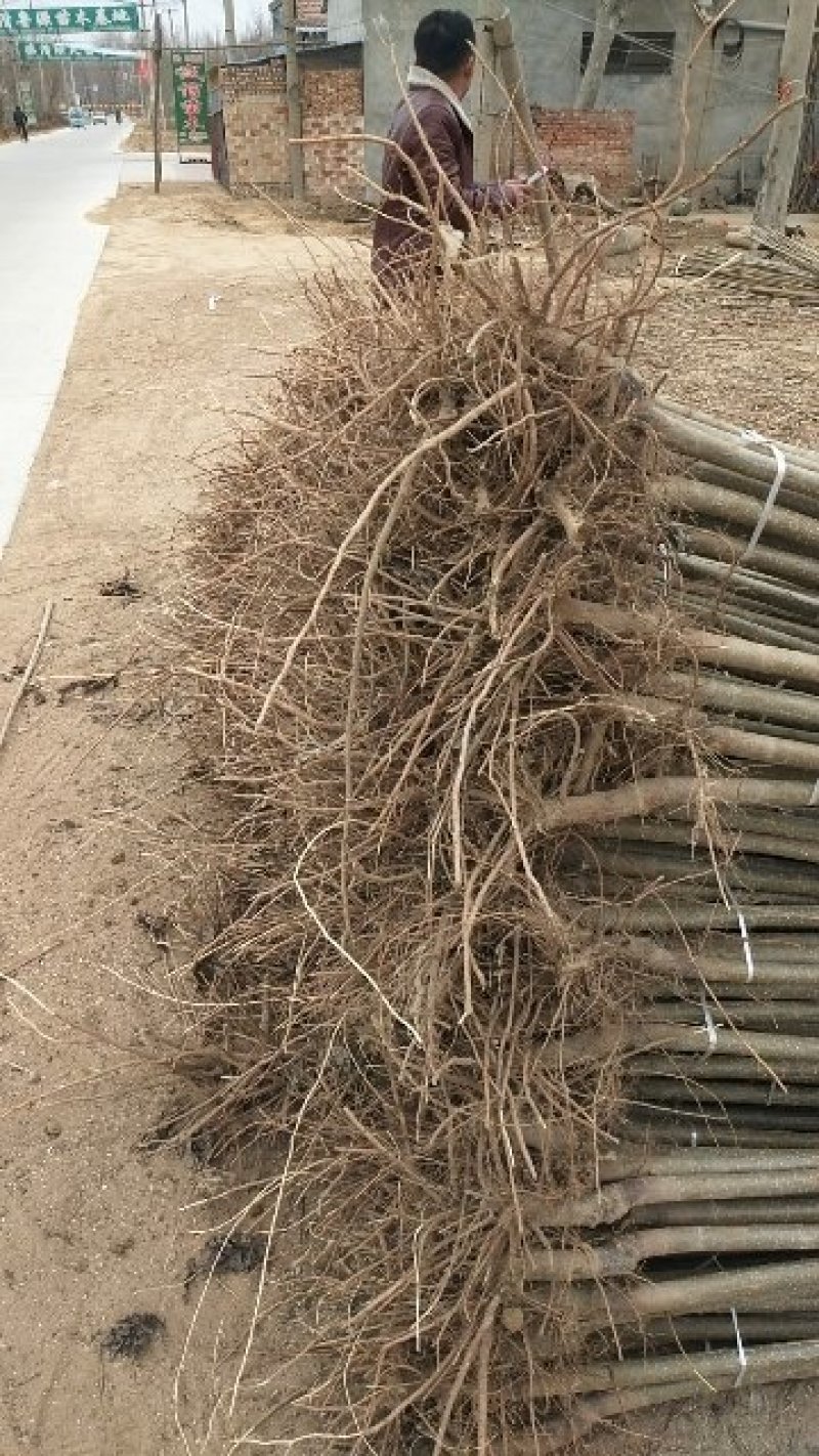 山东聊城107杨树苗杨树基地直发可视频大量供应