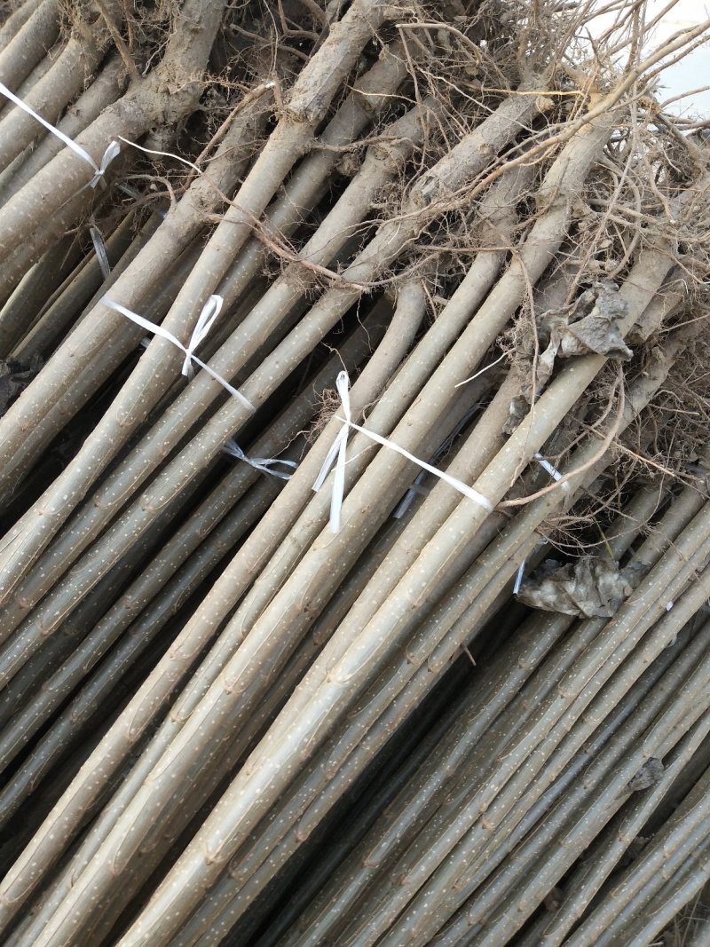 山东聊城107杨树苗杨树基地直发可视频大量供应