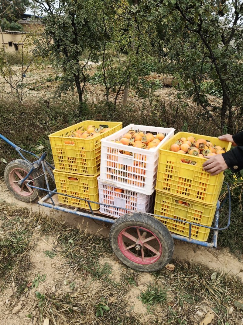 富平柿饼，自产自销，品质保证