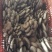 高产平菇菌包，欢迎预订