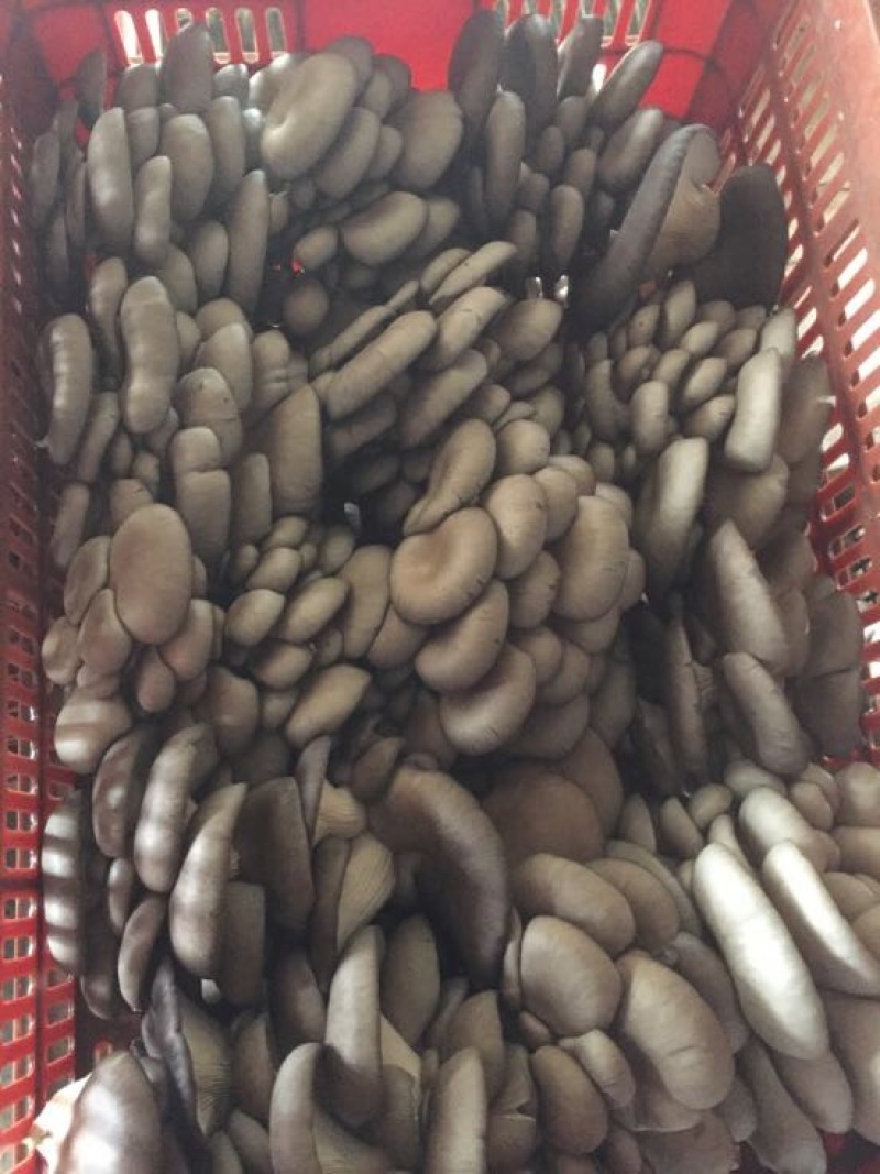 高产平菇菌包，欢迎预订