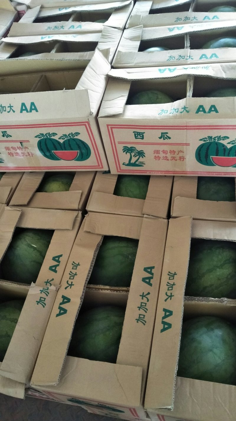 花皮无籽西瓜8斤打底8成熟1茬，口感很好，含糖量高