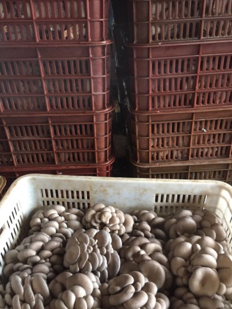 平菇