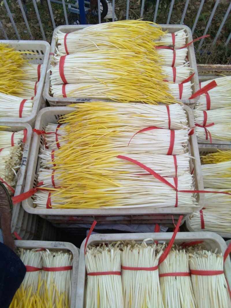 蒜黄大量上市中欢迎采购。