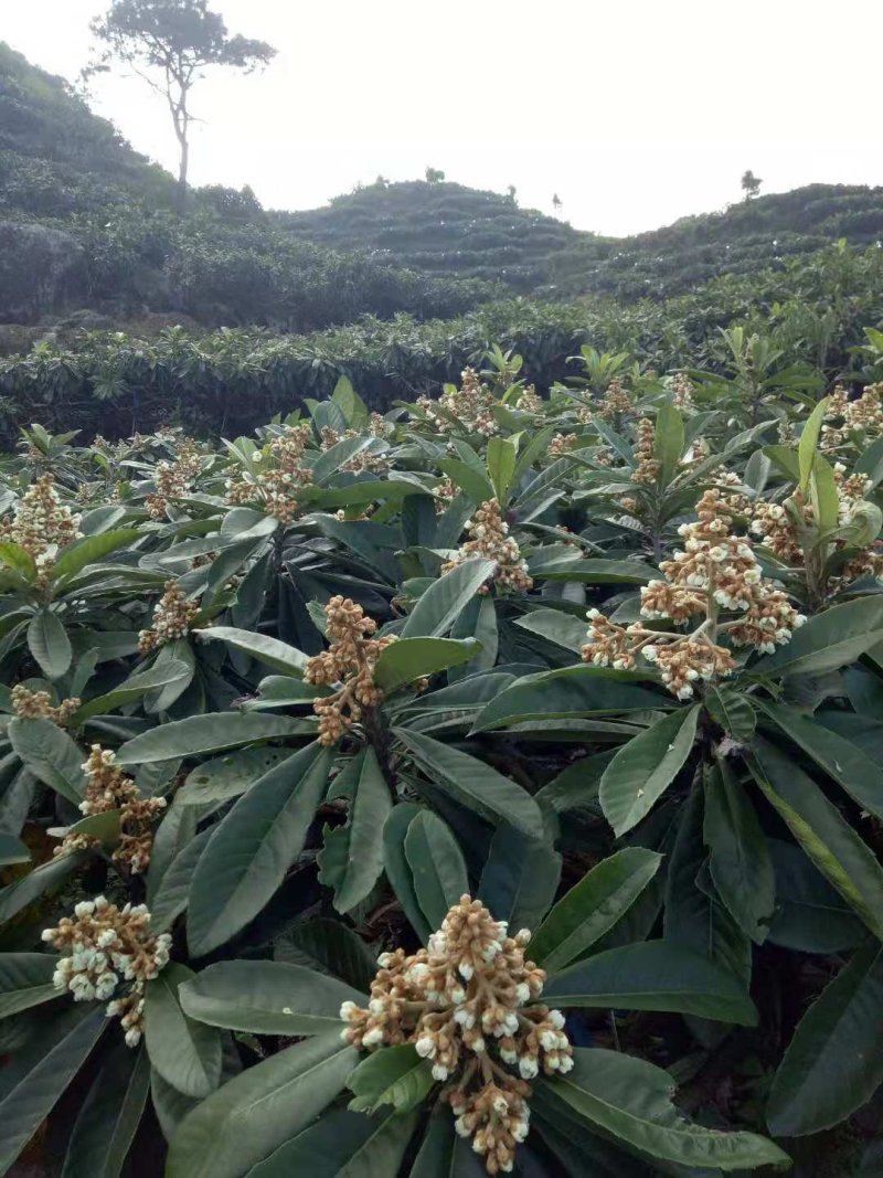 枇杷花茶采摘新鲜枇杷花自然晒干无农残