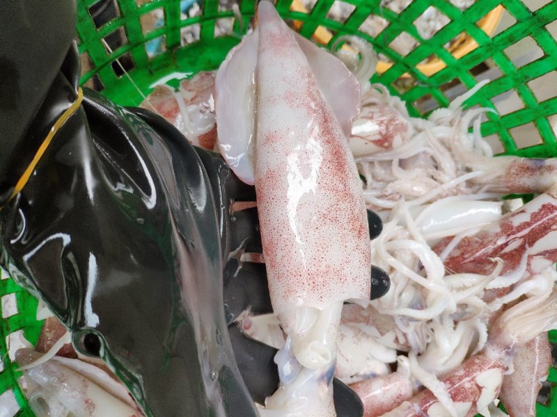 鱿鱼，东山小管，海兔，油管，野生活管