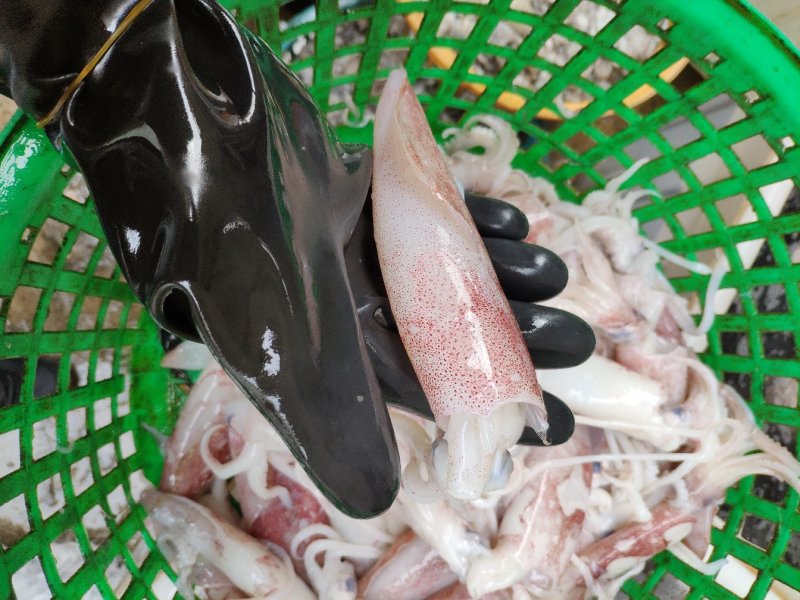 鱿鱼，东山小管，海兔，油管，野生活管