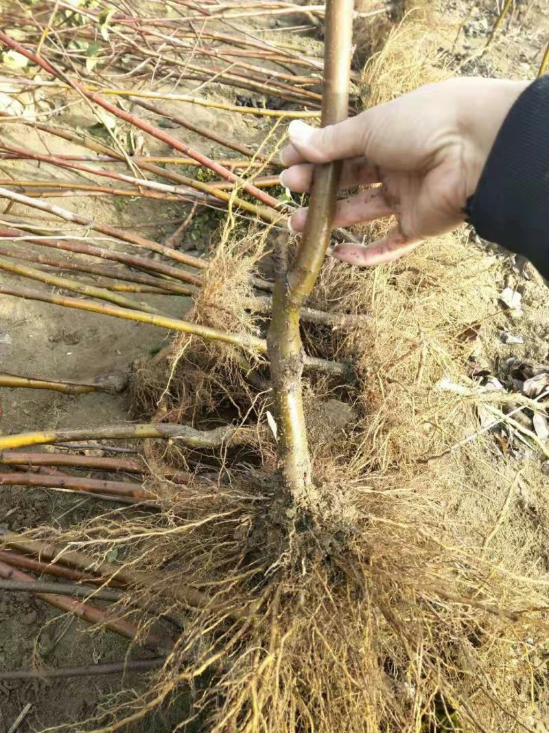 2-3公分梨树苗带花芽成品梨树苗杜梨根占木