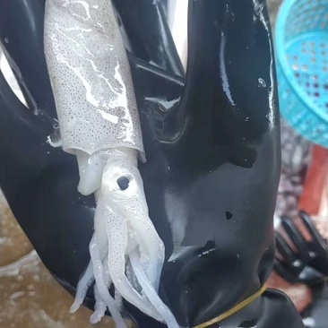 鱿鱼，东山小管，海兔，油管，野生活管