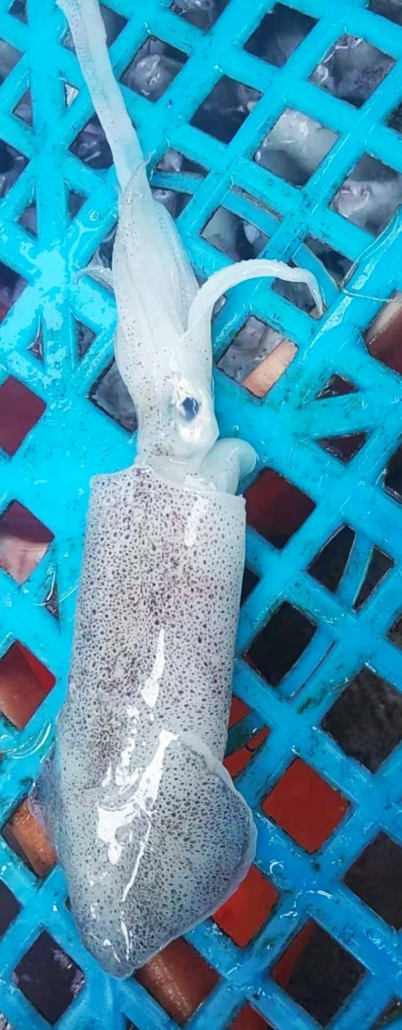 鱿鱼，东山小管，海兔，油管，野生活管