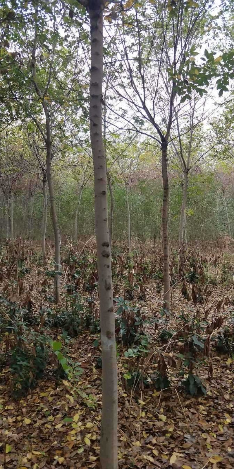 朴树
