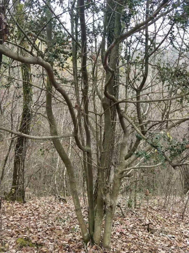 高山枸骨树，猫儿刺，山货