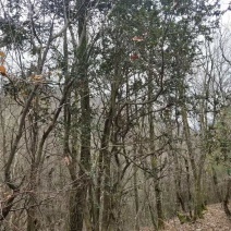 高山枸骨树，猫儿刺，山货