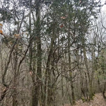 高山枸骨树，猫儿刺，山货