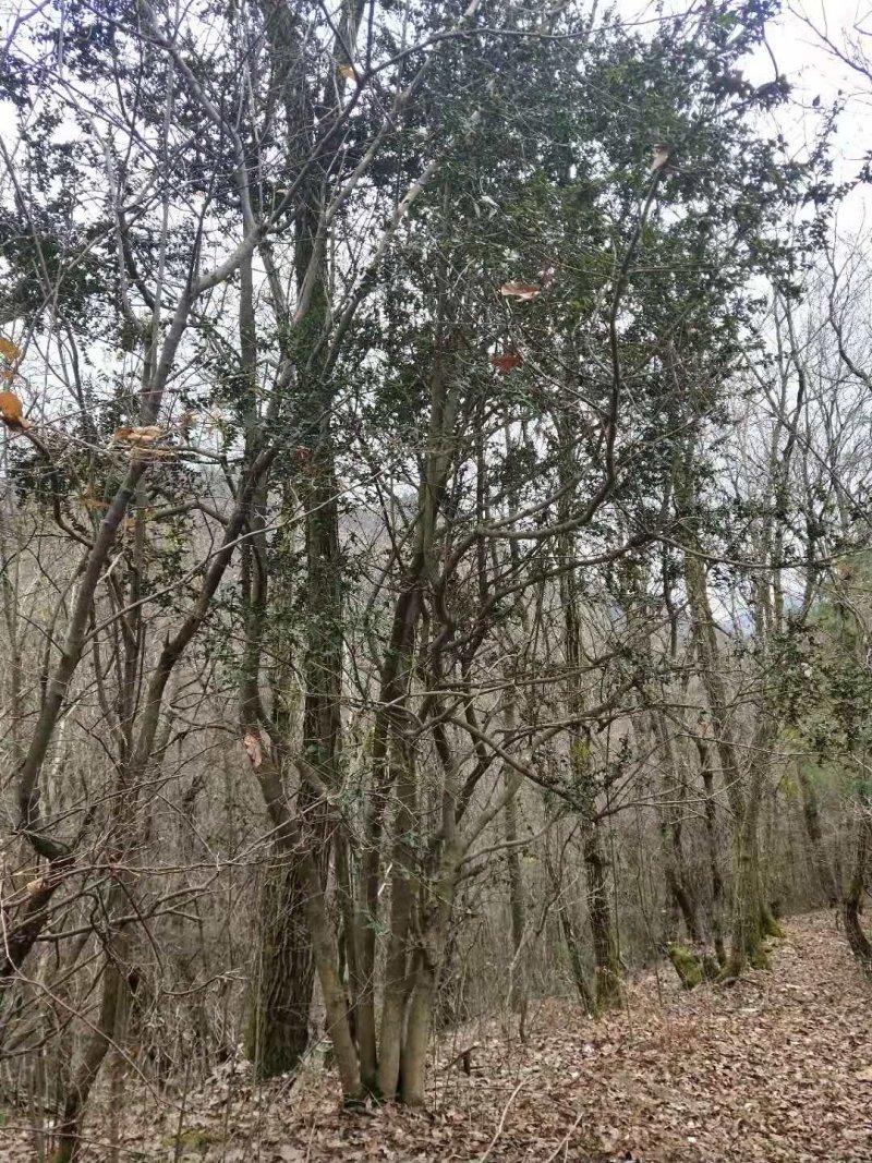 高山枸骨树，猫儿刺，山货