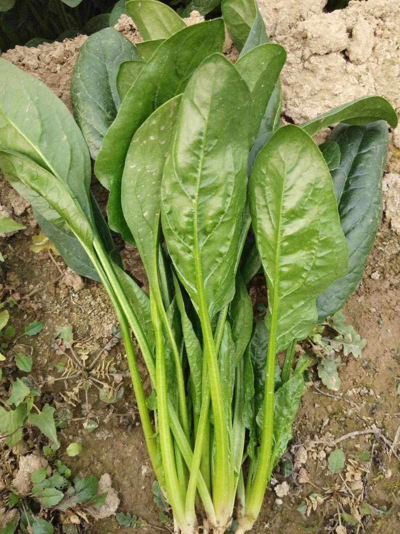 优质大叶菠菜，做工精细，诚信为本，保证质量