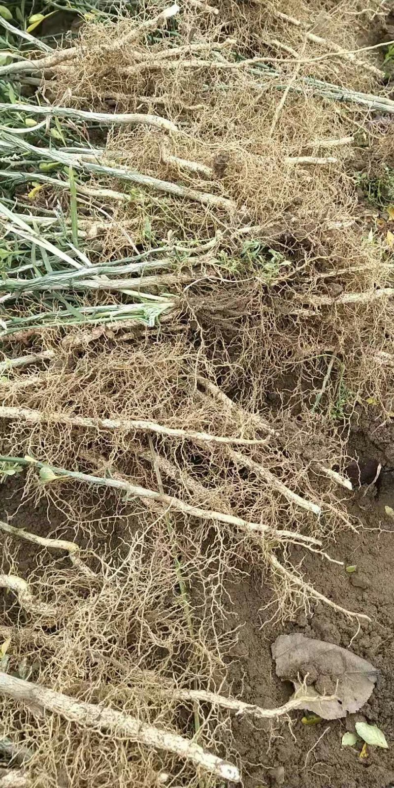 批发积壳种子药用枳壳量大价格便宜积壳苗根系发达