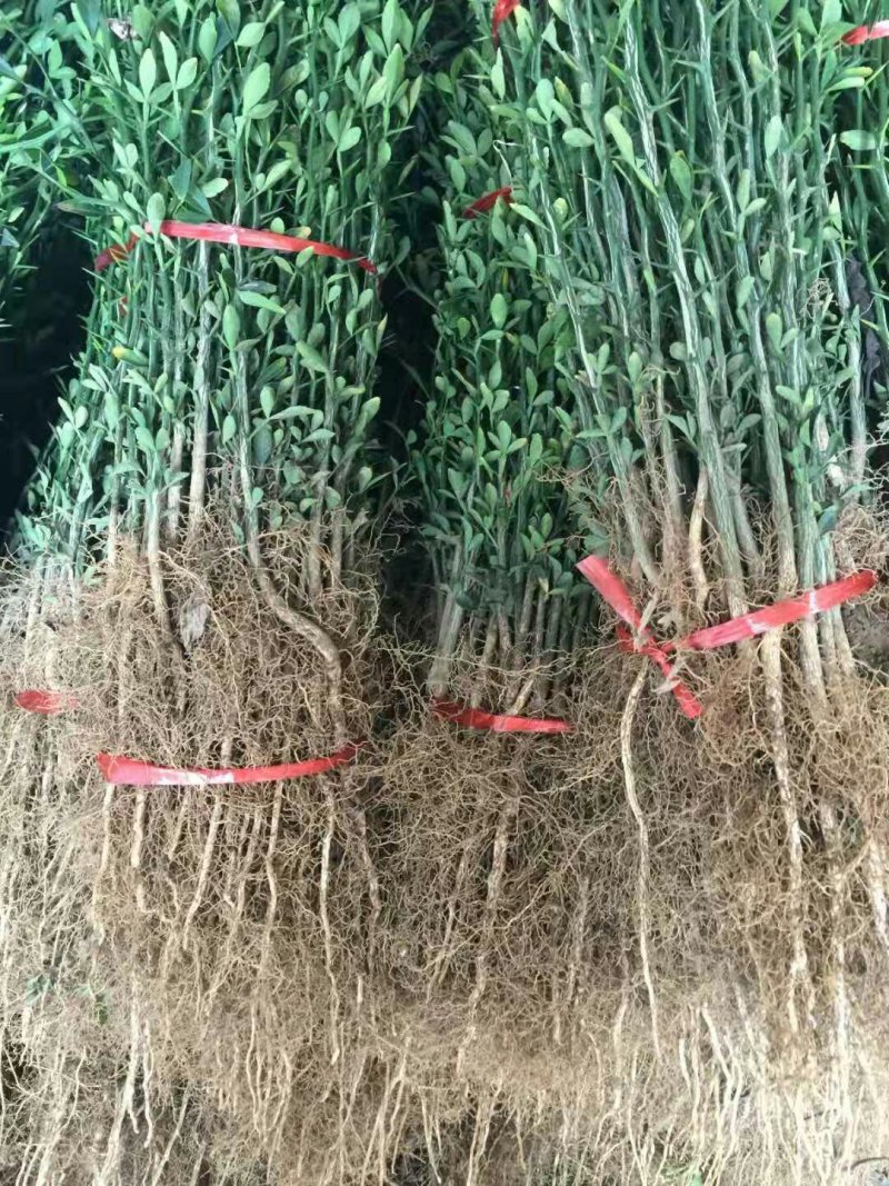 枳壳奶苗一年苗嫁接标准积壳小苗子量大价格便宜