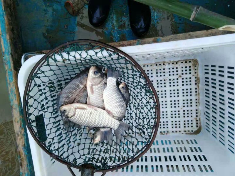 野生鲫鱼