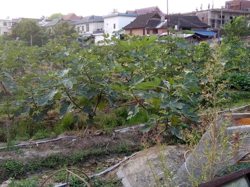 无花果园转让