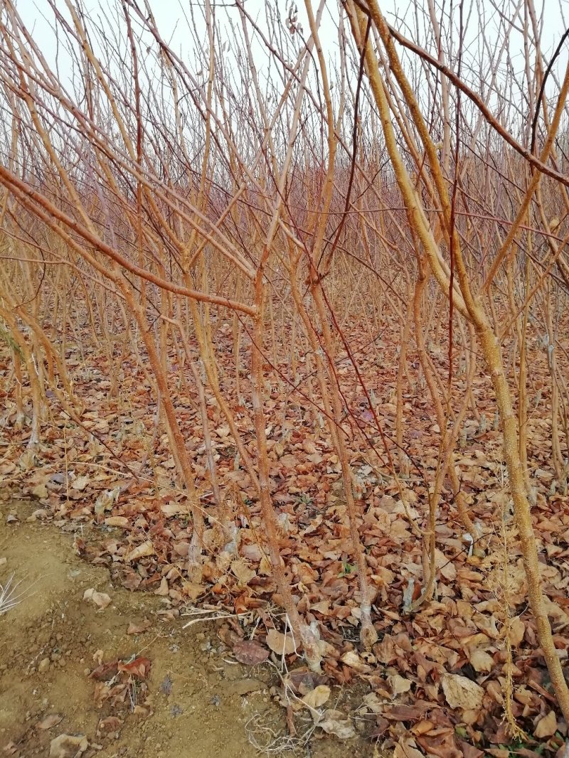 杏树苗，辽南名杏沙金红，干碗离核品种，果个大口感甜