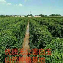 优质无公害白玉山药