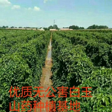 优质无公害白玉山药