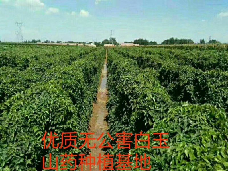 优质无公害白玉山药