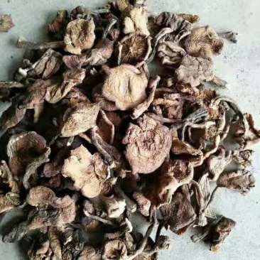 榛蘑片