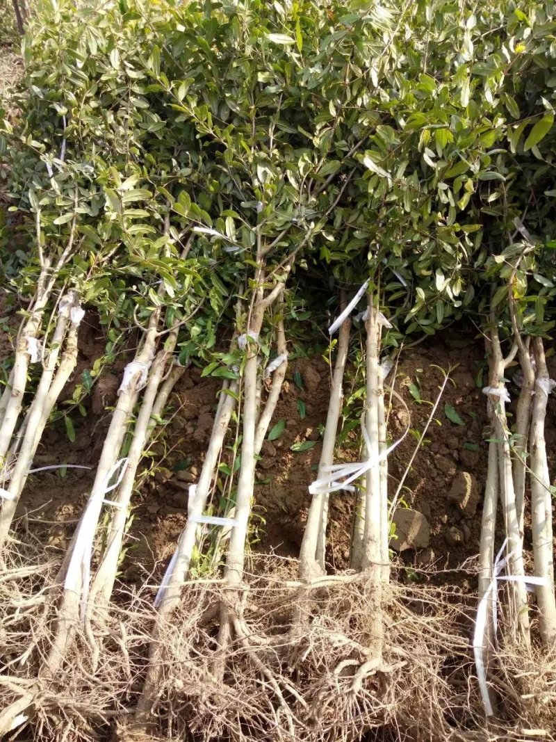 河阴软子石榴树苗