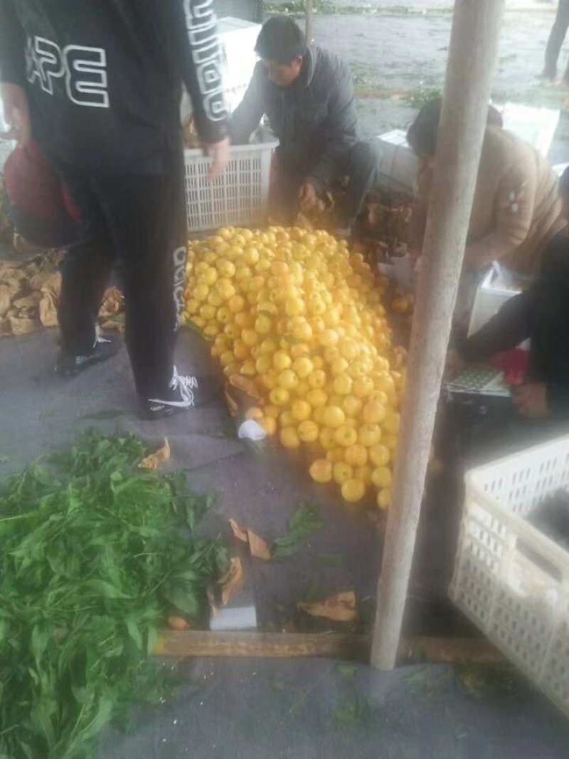 大棚油桃中油4号5号，126,曙光，套袋，不套袋，