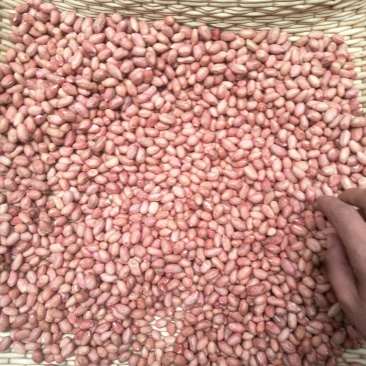 花生芽花生芽菜种子