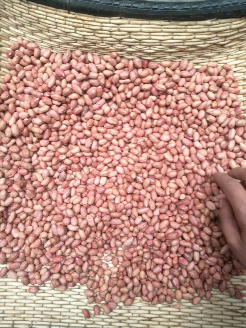 花生芽花生芽菜种子