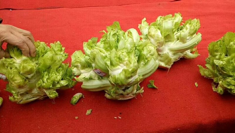 儿菜，基地直供。