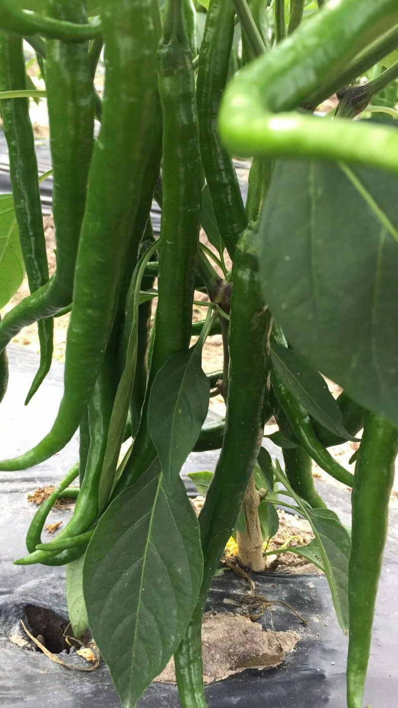 甜玉米，3号线椒