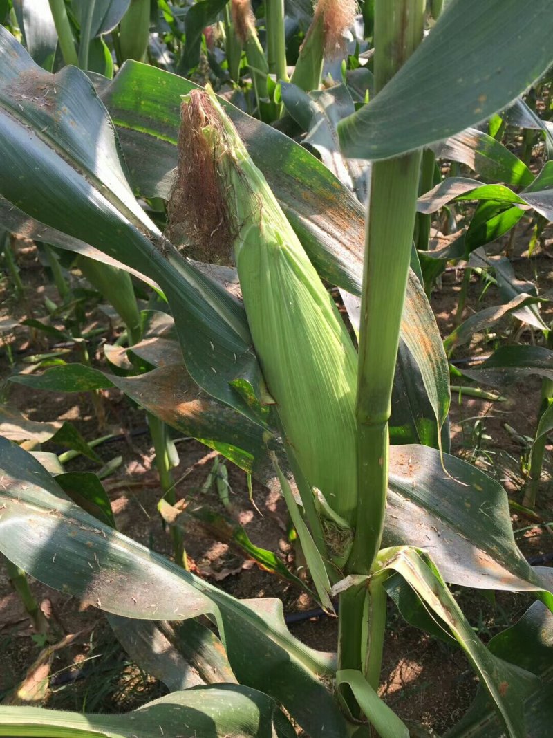 甜玉米，3号线椒