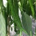 甜玉米，3号线椒