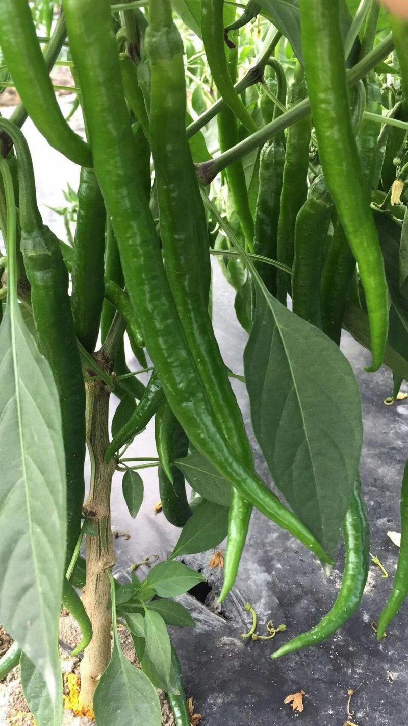 甜玉米，3号线椒