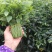 树仔菜，精品树仔菜，广西野菜品质保证量大从优欢迎咨询