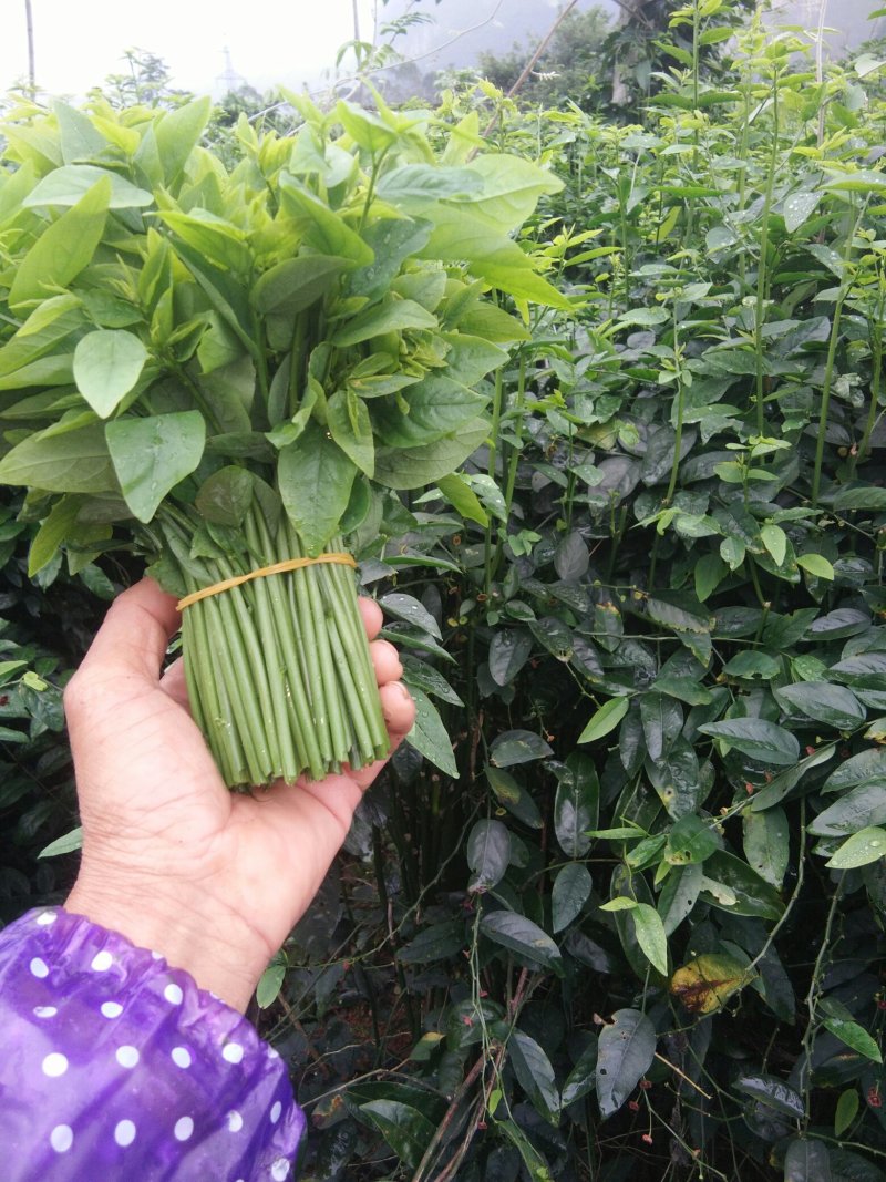 树仔菜，精品树仔菜，广西野菜品质保证量大从优欢迎咨询