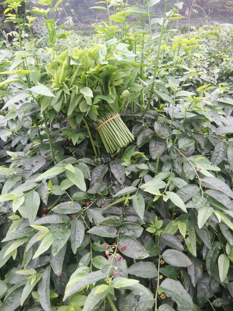 树仔菜，精品树仔菜，广西野菜品质保证量大从优欢迎咨询