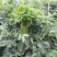 树仔菜，精品树仔菜，广西野菜品质保证量大从优欢迎咨询