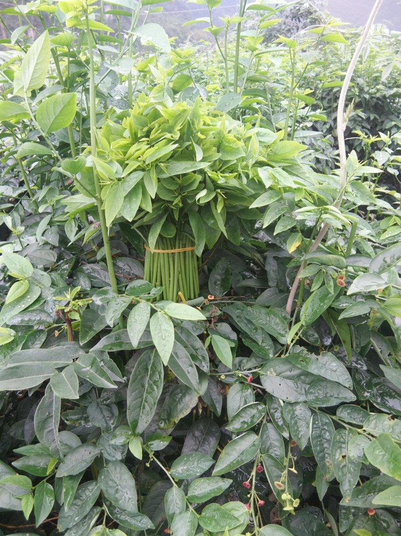 树仔菜，精品树仔菜，广西野菜品质保证量大从优欢迎咨询