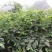 树仔菜，精品树仔菜，广西野菜品质保证量大从优欢迎咨询